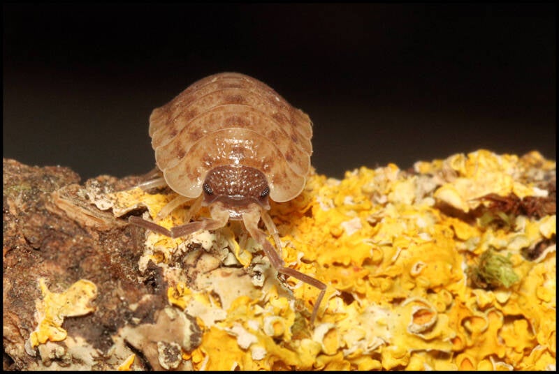 Porcellio spinicornis
