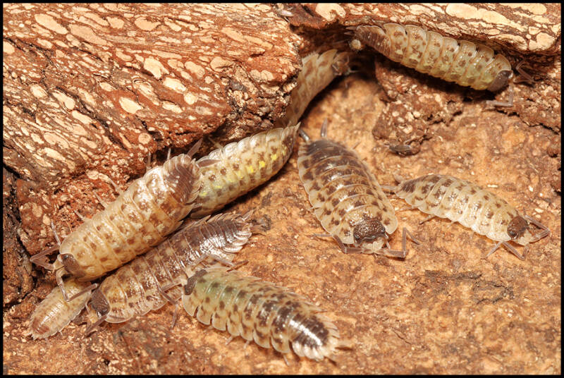 Porcellio spinicornis