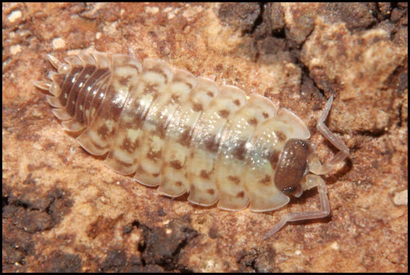 Porcellio spinicornis
