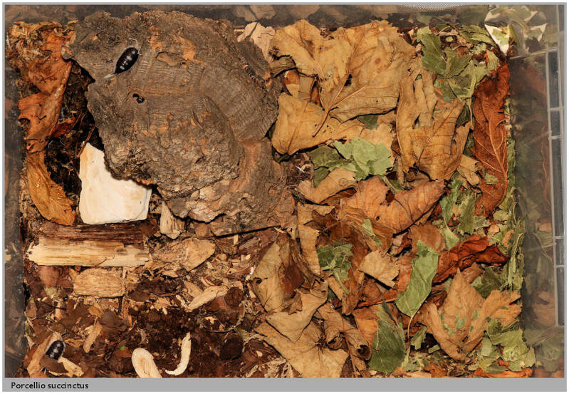 Inrichting bak Porcellio succinctus "pastel"