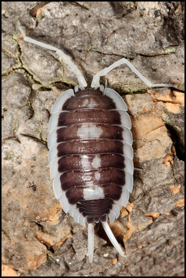 Porcellio succinctus "pastel"