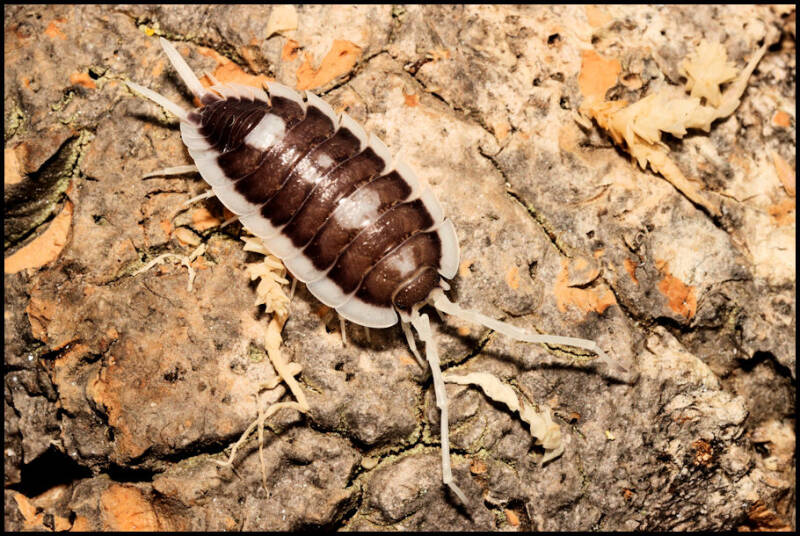 Porcellio succinctus "pastel"