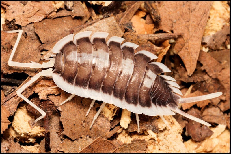 Porcellio succinctus "pastel"