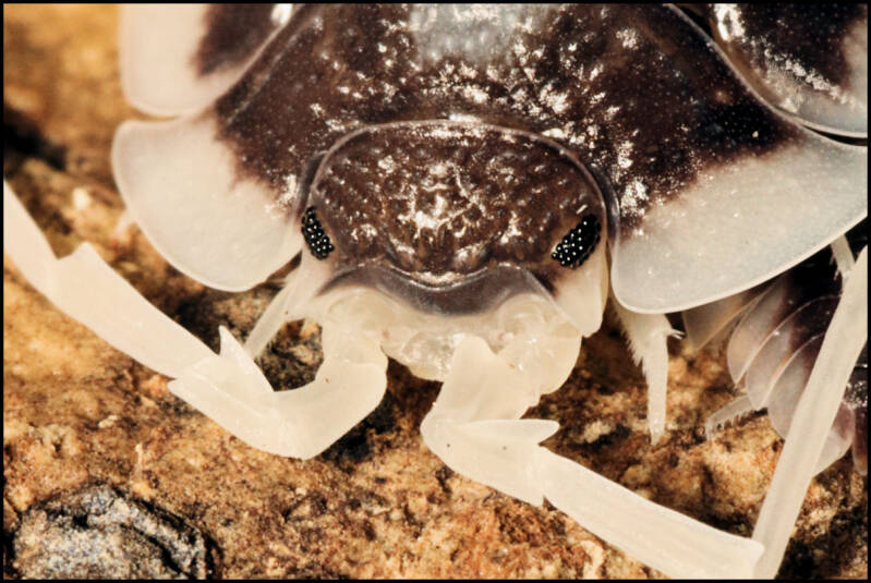 Porcellio succinctus "pastel"