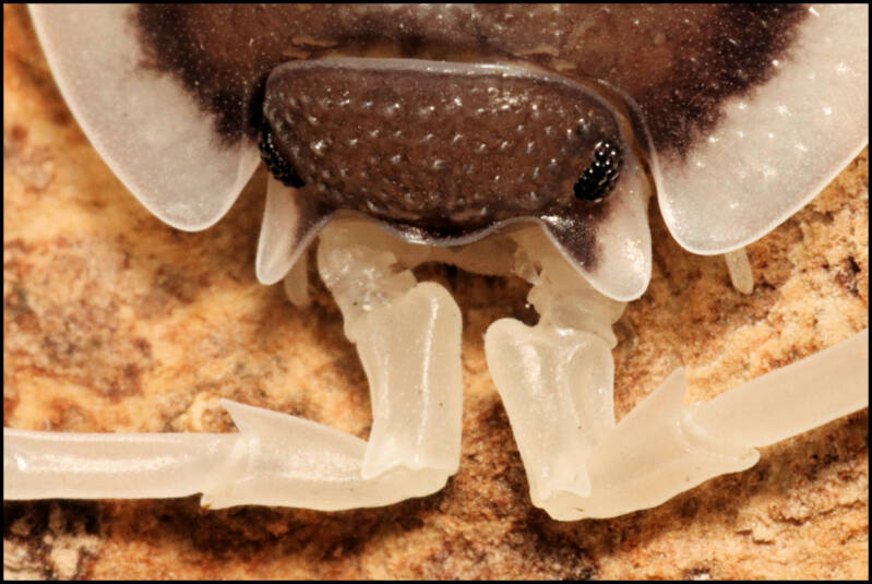 Porcellio succinctus "pastel"