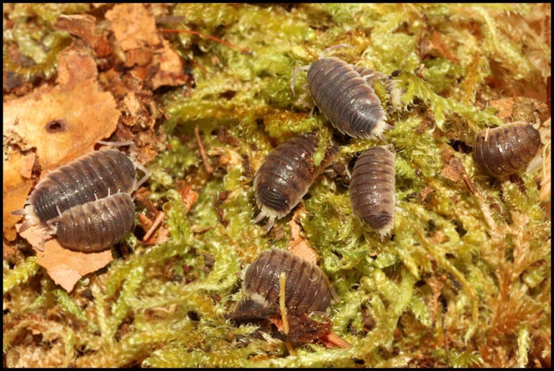 Proporcellio sp. 'Turkey'