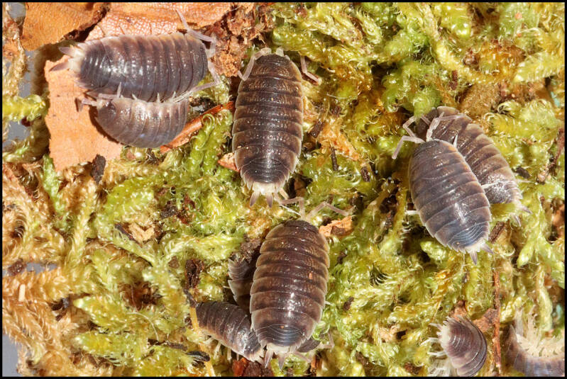 Proporcellio sp. 'Turkey'