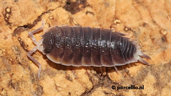 13 x Proporcellio sp. 'Turkey'
