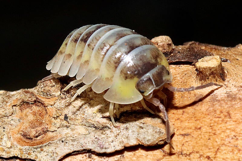 Armadillidium gestroi 'yellow milky'