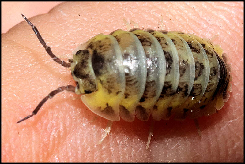 ArmadillidiumArmadillidium gestroi 'yellow milky' gestroi 'yello milky'