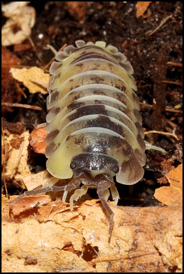 Armadillidium gestroi 'yellow milky'
