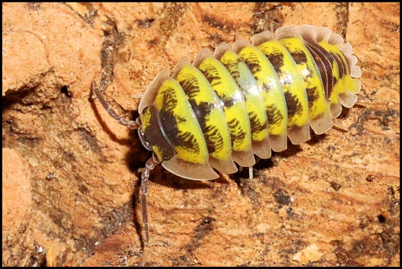 Armadillidium gestroi 'yellow milky'