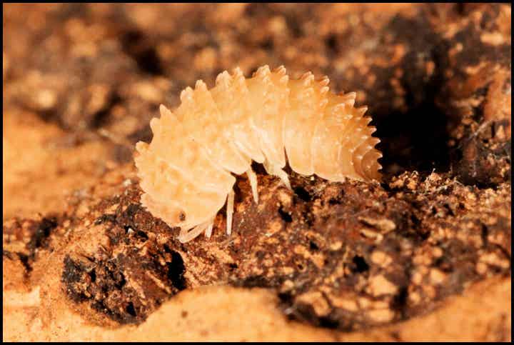 13 x Cristarmadillidium muricatum