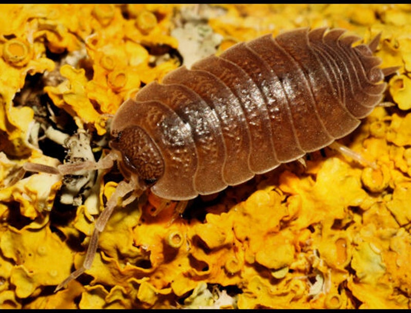 Porcellio incanus