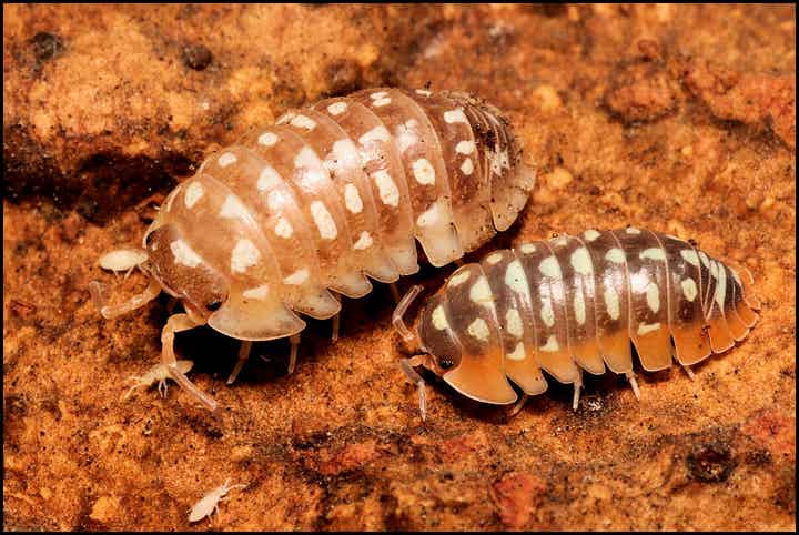 13 x Armadillidium flavoscutatum