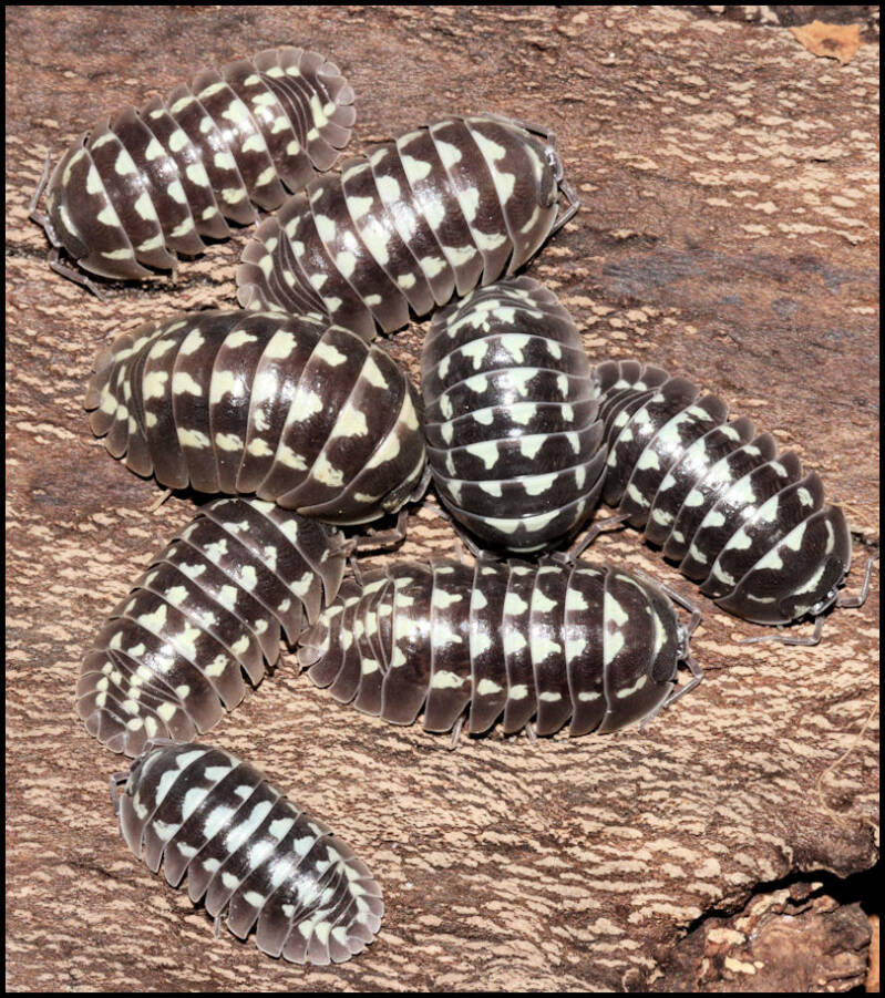 Armadillidium gestroi 'Zinger'