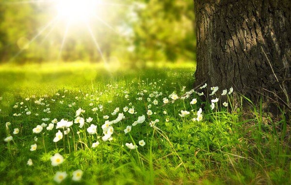 Spiritual Consultations and Meditation