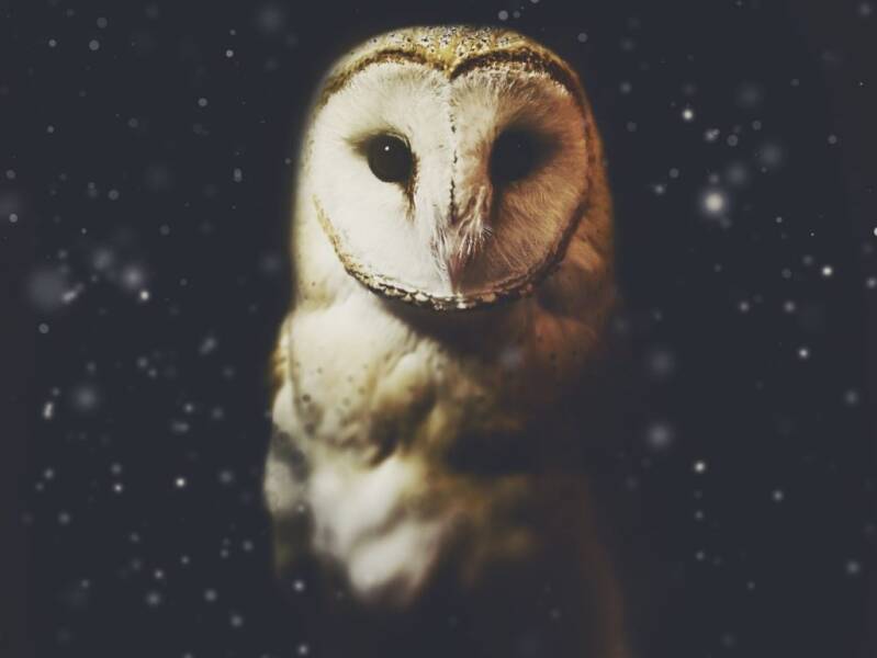 de spirituele betekenis van de uil soul beyoutiful