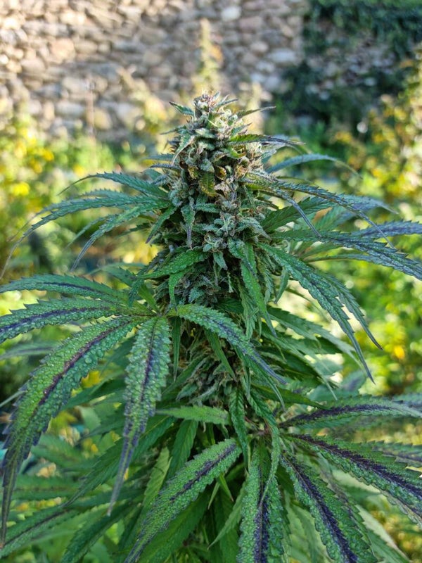 pure cbd punch