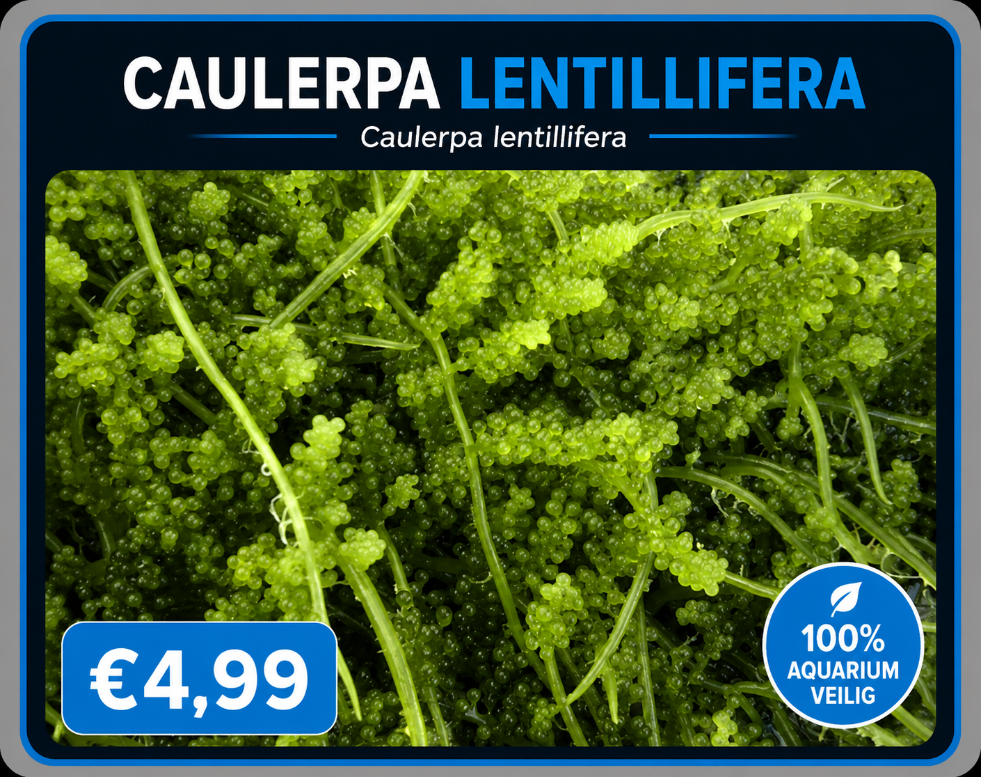 Caulerpa lentillifera