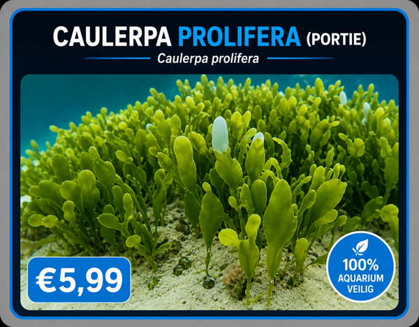 Caulerpa Prolifera (portie)