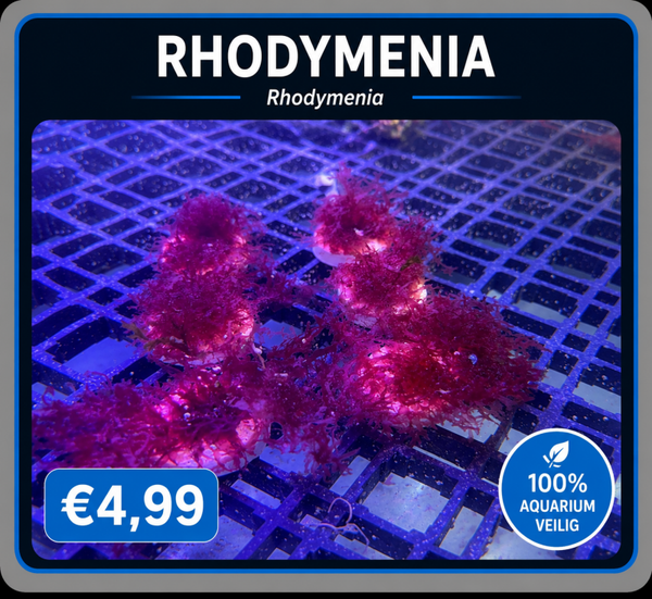 Rhodymenia