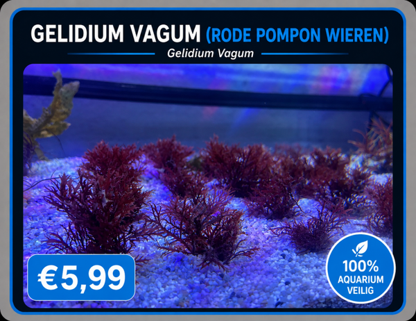 Gelidium Vagum (rode pompon wieren)