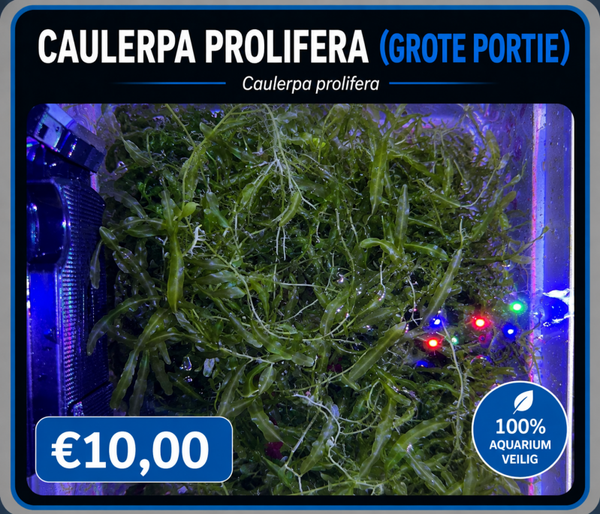 Caulerpa Prolifera Dwerg (grote portie)