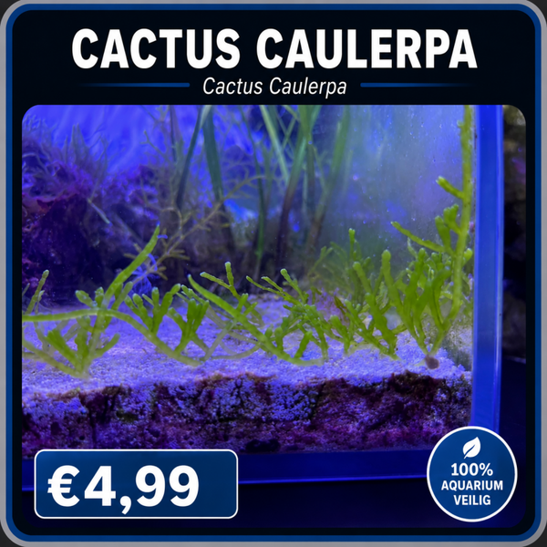 Cactus Caulerpa (portie)