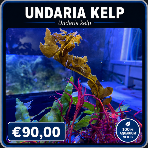undaria kelp