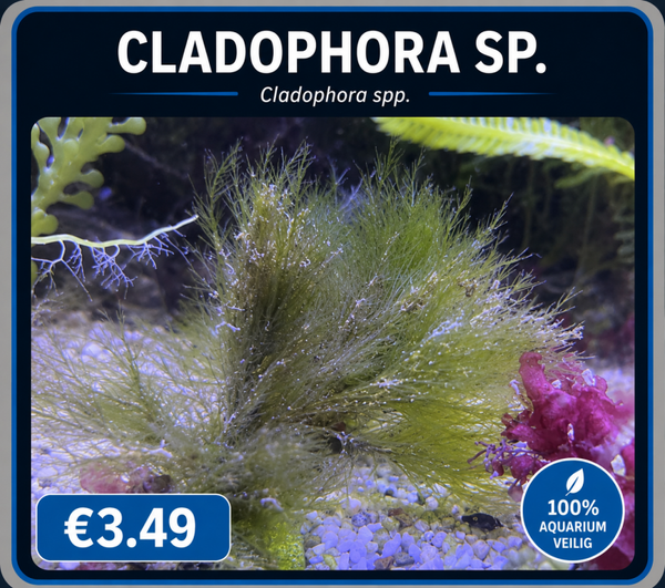 cladophora Sp