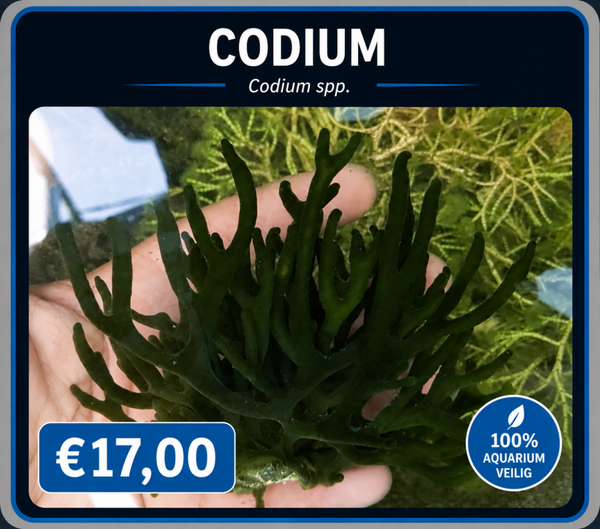 codium