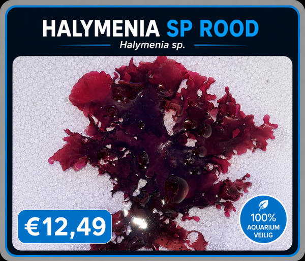 Halymenia sp rood