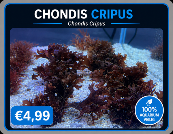 Chondis Cripus