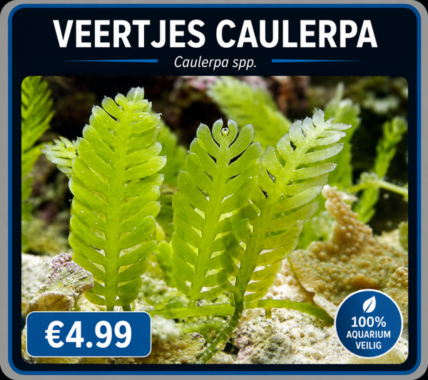 veertjes caulerpa