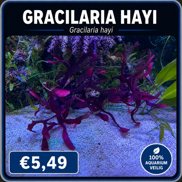 gracilaria hayi