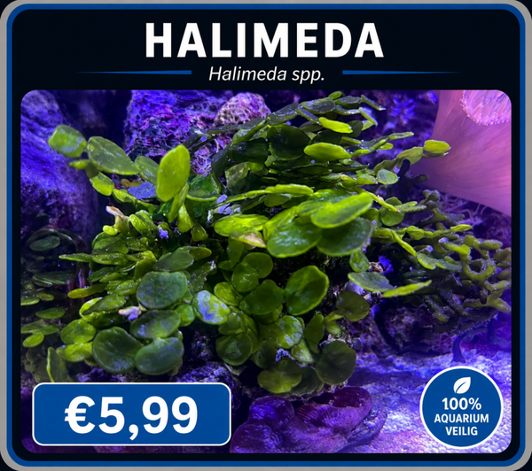 Halimeda tuna