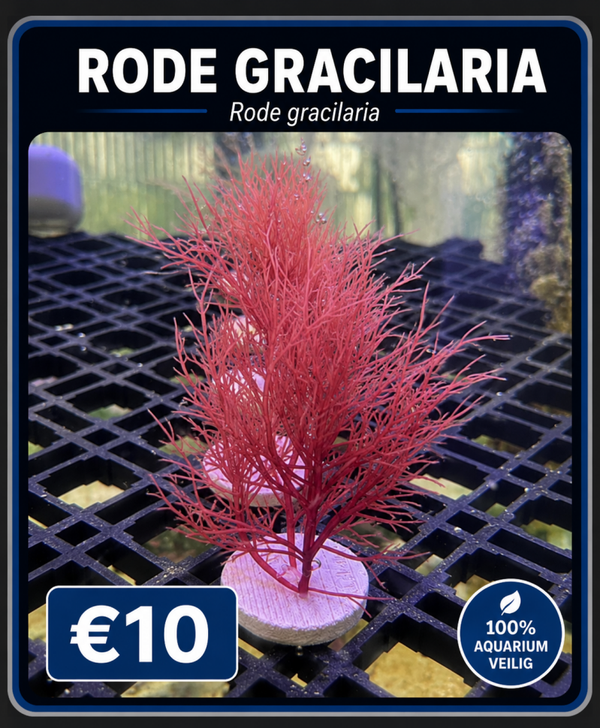 Rode Gracilaria