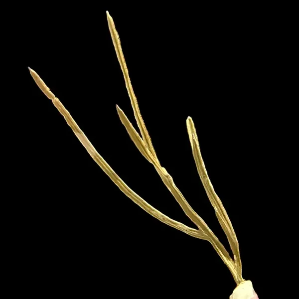 Pterogorgia Anceps Purple Ribbon Gorgonia L-size