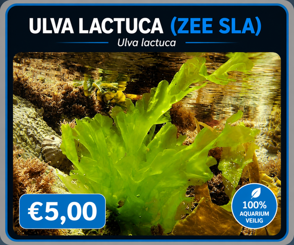 Ulva Lactuca (zee sla)