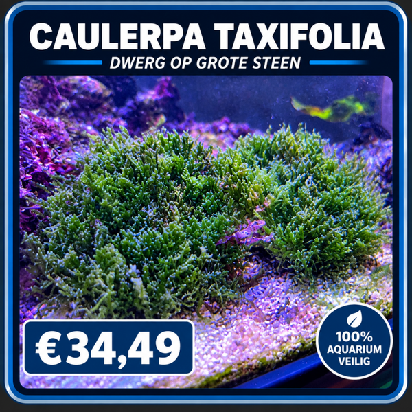 caulerpa taxifolia Dwerg op grote steen