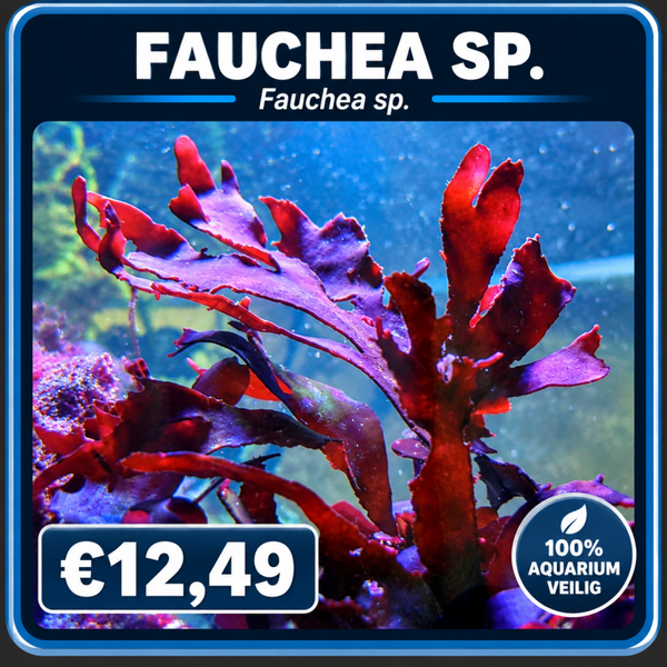 Fauchea sp.