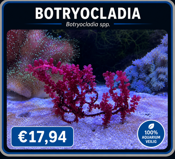 botryocladia M