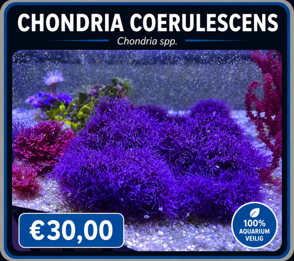 Chondria Coerulescens