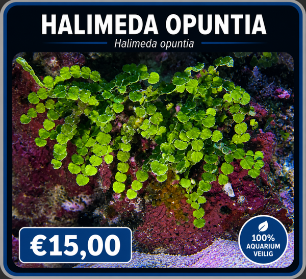 Halimeda opuntia