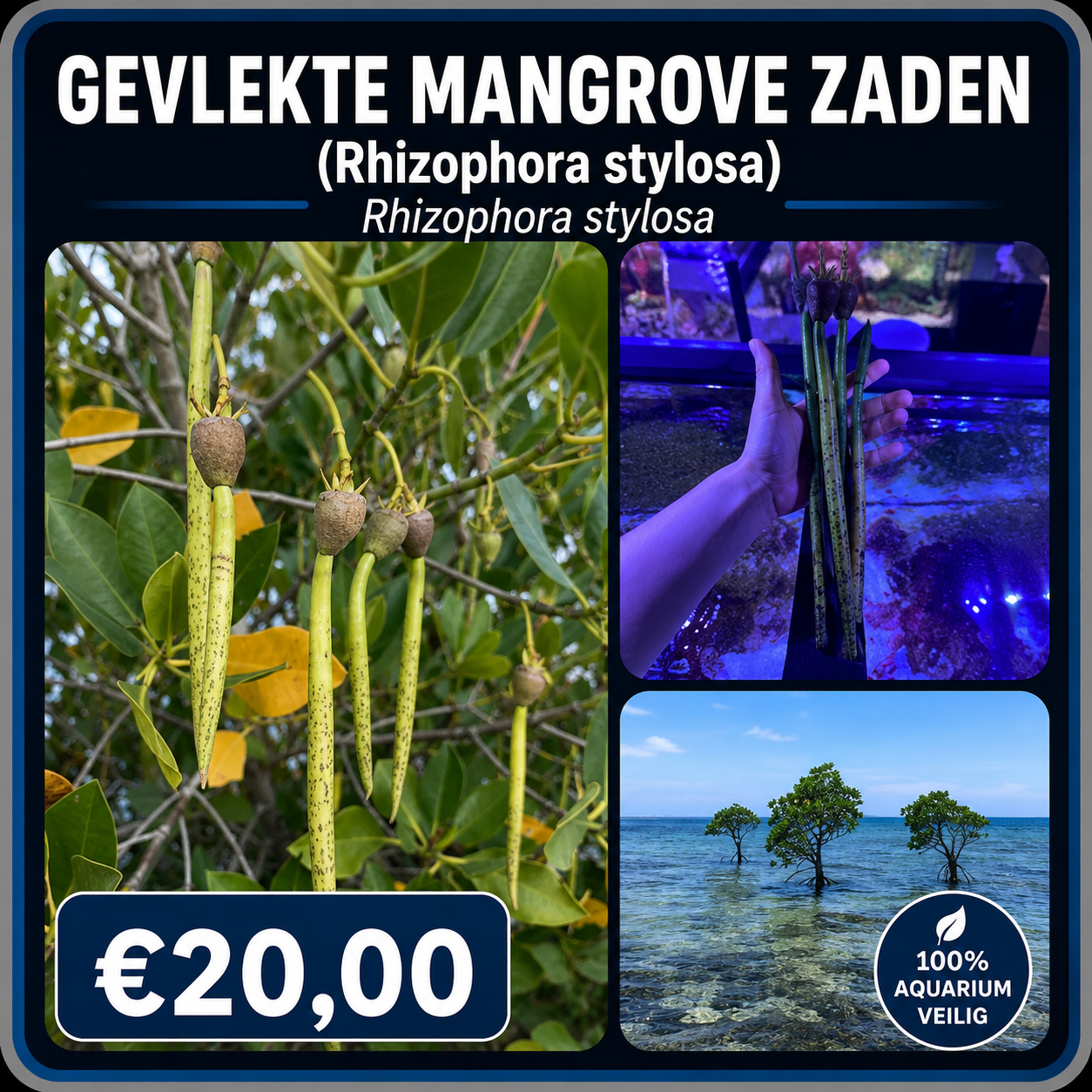 Gevlekte mangrove zaden (Rhizophora stylosa)