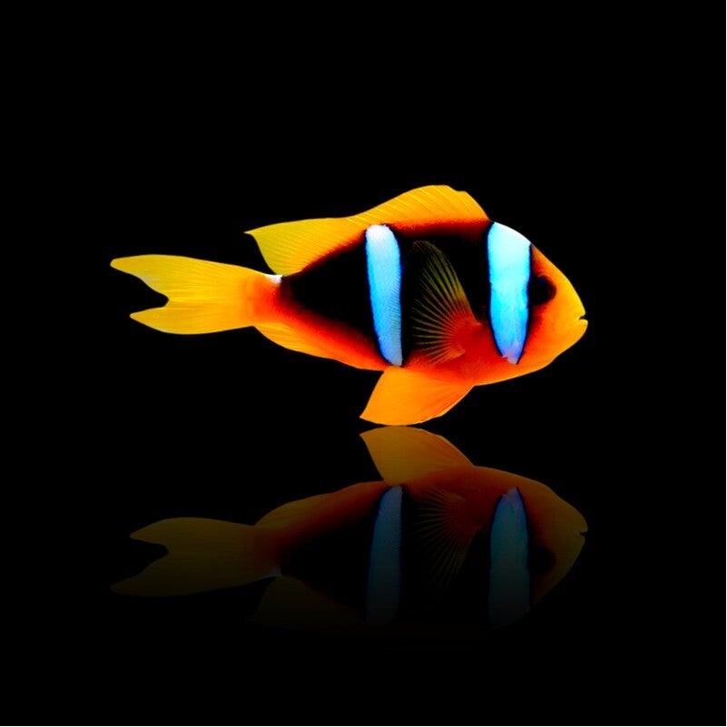 Amphiprion Chrysopterus