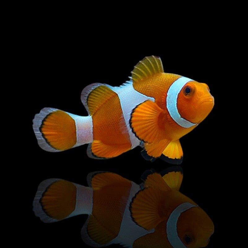 Amphiprion Ocellaris