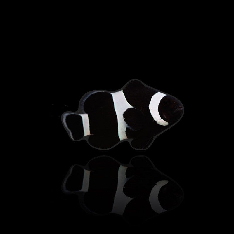 Amphiprion Ocellaris Darwin Black