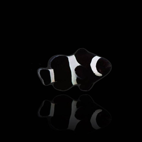 Amphiprion Ocellaris Darwin Black